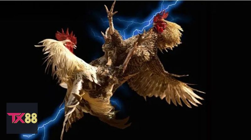 Đá Gà Cựa Sắt - Khái niệm cơ bản về hình thức thi đấu Đá Gà Cựa Sắt - Khái niệm cơ bản về hình thức thi đấu