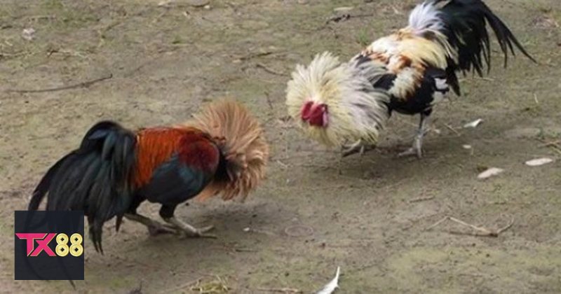 Đá Gà Cựa Sắt - Điểm khác biệt so với các loại hình cược khác Đá Gà Cựa Sắt - Điểm khác biệt so với các loại hình cược khác